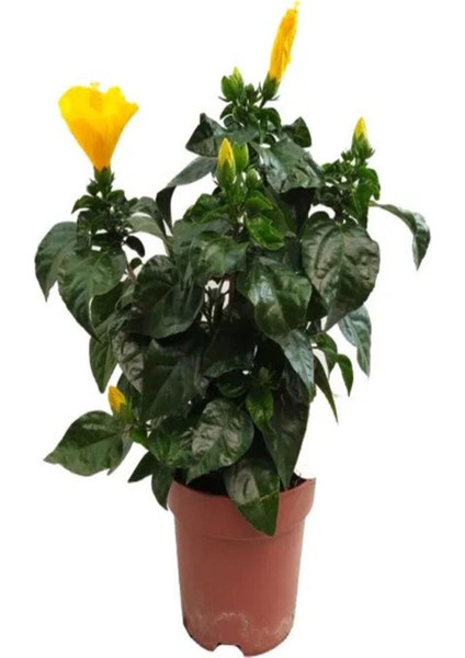 Sarı Japon Gülü Çiçeği+Mor Salkım Ağacı Fidanı+ Buz Çiçeği Hediyeli Peyzaj Seti modelleri