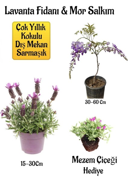 Yoğun Kokulu Lavanta+Kokulu Mor Salkım Ağacı Fidanı Mezem Çiçeği Hediyeli Bahçe Seti