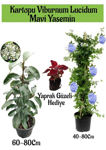 Kartopu Viburnum 1 Adet+Mavi Yasemin Çiçeği1 Adet+Yaprak Güzeli Hediye Bahçe Bitkisi