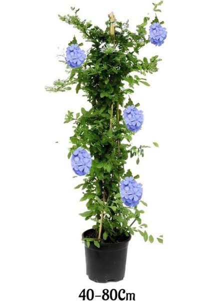 Kartopu Viburnum 1 Adet+Mavi Yasemin Çiçeği1 Adet+Yaprak Güzeli Hediye Bahçe Bitkisi