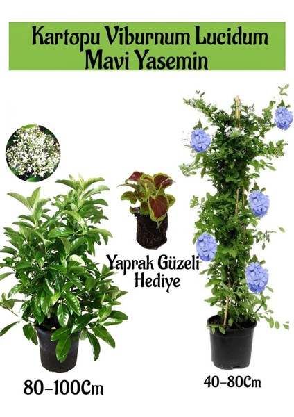 Kartopu Viburnum 1 Adet+Mavi Yasemin Çiçeği1 Adet+Yaprak Güzeli Hediye Bahçe Bitkisi