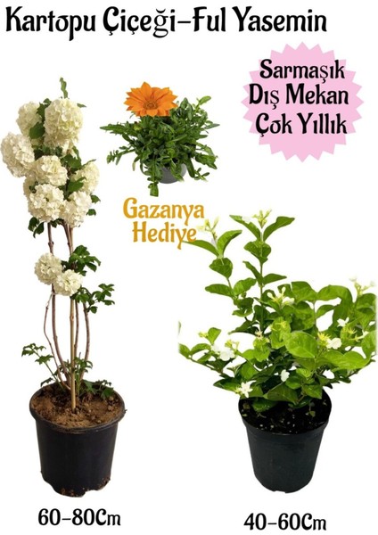 Kartopu Çiçeği 1 Adet+Kokulu Ful YASEMIN1 Adet+TURUNCU Gazanya Hediyeli Saksılı Bahçe Seti
