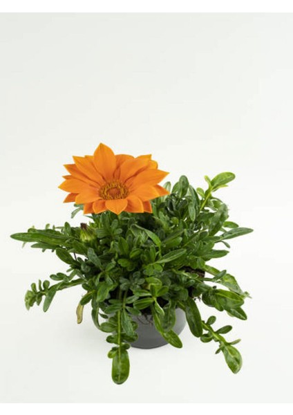 Kartopu Çiçeği 1 Adet+Kokulu Ful YASEMIN1 Adet+TURUNCU Gazanya Hediyeli Saksılı Bahçe Seti fırsatları