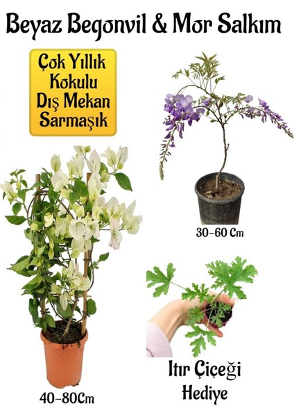 Beyaz Begonvil Çiçeği+Mor Salkım Ağacı Fidanı Itır Çiçeği Hediyeli Bahçe Peyzaj Seti