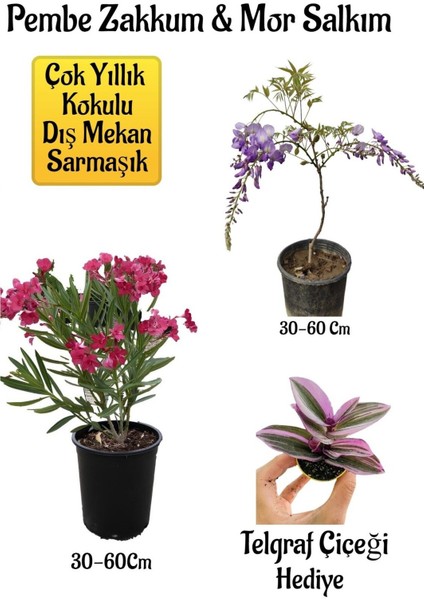 Pembe Zakkum Fidanı+Mor Salkım Ağacı Fidanı Telgraf Çiçeği Hediyeli Bahçe Peyzaj Seti