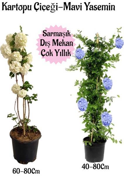 Kartopu Çiçeği 1 Adet +Mavi Yasemin 1 Adet Saksılı Bahçe Peyzaj Seti