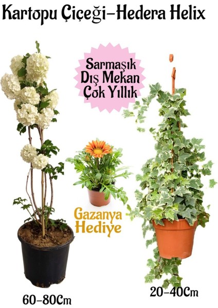 Kartopu Çiçeği 1 Adet +Hedera Helix 1 Adet+Kırmızı Gazanya Hediye Saksılı Bahçe Seti