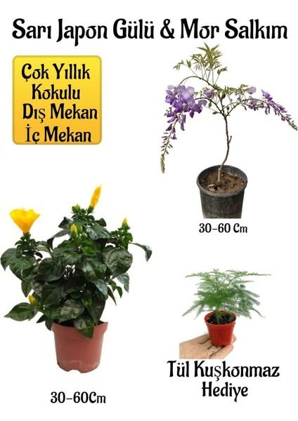 Sarı Japon Gülü Çiçeği+Mor Salkım Ağacı Fidanı+ Tül Kuşkonmaz Hediyeli Peyzaj Seti