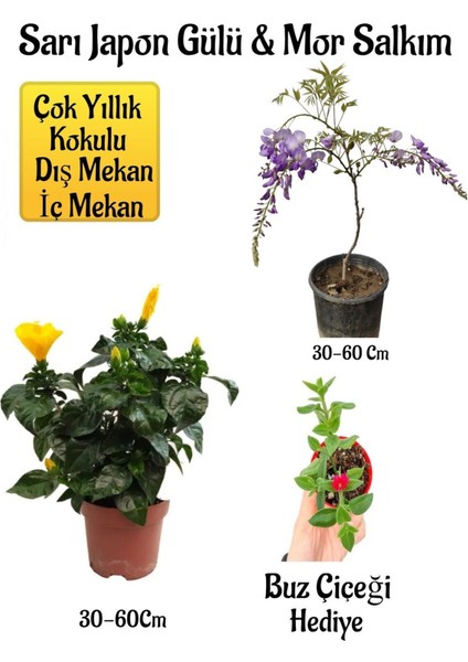 Sarı Japon Gülü Çiçeği+Mor Salkım Ağacı Fidanı+ Itır Çiçeği Hediyeli Peyzaj Seti