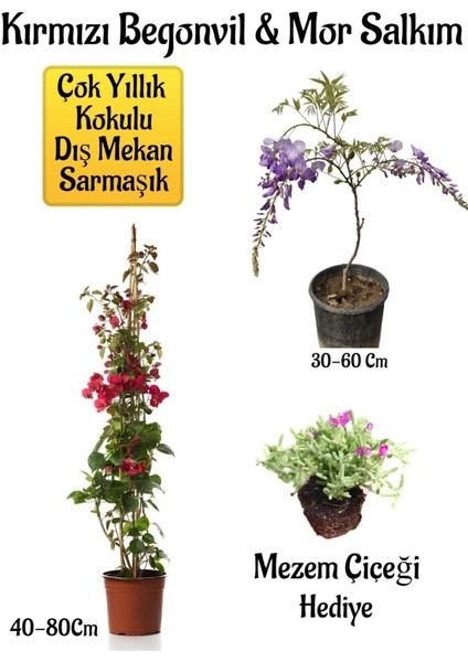 Kırmızı Begonvil Çiçeği+Mor Salkım Ağacı Fidanı Mezem Çiçeği Hediyeli Bahçe Peyzaj Seti