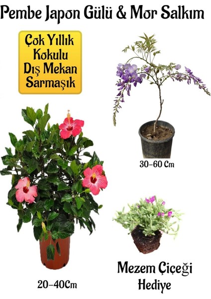 Pembe Japon Gülü Çiçeği+Mor Salkım Ağacı Fidanı Mezem Çiçeği Hediyeli Bahçe Peyzaj Seti