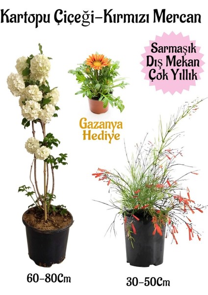 Kartopu Çiçeği 1 Adet +Kırmızı Mercan 1 Adet+Sarı Gazanya Hediye Saksılı Bahçe Seti