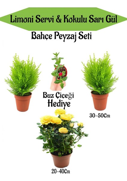Bahçe Seti 2 Adet Limoni Servi Fidanı+1 Adet Sarı Gül Fidanı+Hediye Buz Çiçeği