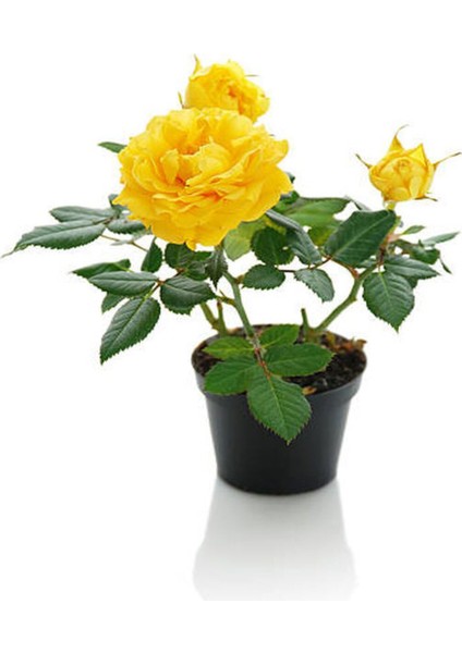 Bahçe Seti 2 Adet Limoni Servi Fidanı+1 Adet Sarı Gül Fidanı+Hediye Buz Çiçeği modelleri