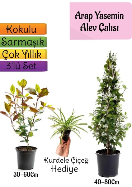 Mis Kokulu Arap Yasemini+Alev Çalısı Fidanı+Kurdele Çiçeği Hediye 3'lü Set