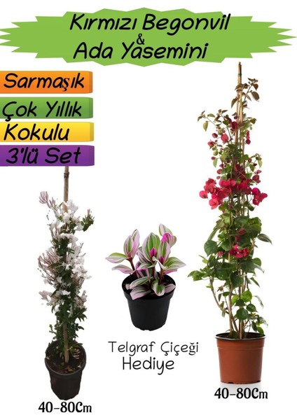 Kırmızı Renk Begonvil+Kokulu Ada Yasemini+Telgraf Çiçeği Hediyeli 3'lü Peyzaj Seti