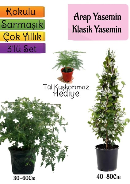 Kokulu Arap Yasemini+Klasikyasemin+Tül Kuşkonmaz Hediyeli 3'lü Bahçe Seti