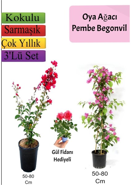 Kırmızı Oya Ağacı+ Pembe Begonvil+ Gül Fidanı Hediyeli