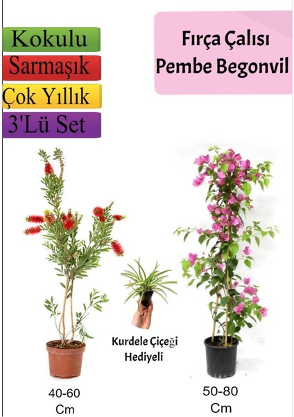 Fırça Çalısı+ Pembe Begonvil+ Kurdele Çiçeği Hediyeli