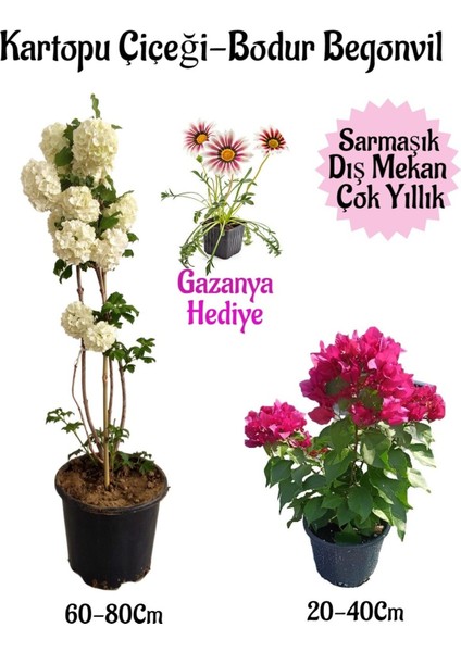 Kartopu Çiçeği 1 Adet+Pembe Bodur Begonvil 1 Adet+PEMBE Gazanya Hediyeli Saksılı Bahçe Seti