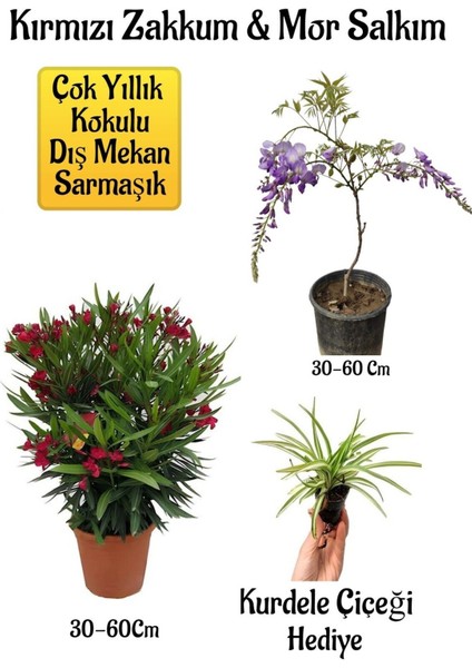 Kırmızı Zakkum Fidanı+Mor Salkım Ağacı Fidanı Kurdele Çiçeği Hediyeli Bahçe Peyzaj Seti