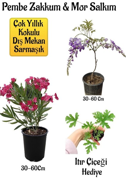 Pembe Zakkum Fidanı+Mor Salkım Ağacı Fidanı Itır Çiçeği Hediyeli Bahçe Peyzaj Seti