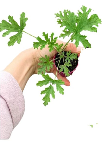Pembe Zakkum Fidanı+Mor Salkım Ağacı Fidanı Itır Çiçeği Hediyeli Bahçe Peyzaj Seti