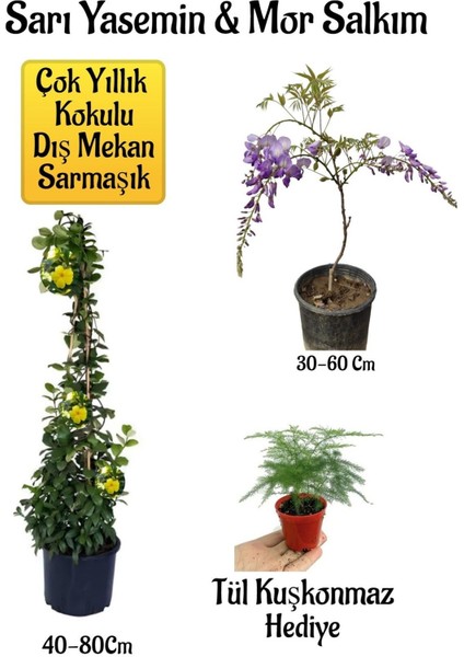 Sarı Yasemin Çiçeği+Mor Salkım Ağacı Fidanı+ Tül Kuşkonmaz Hediyeli Peyzaj Seti
