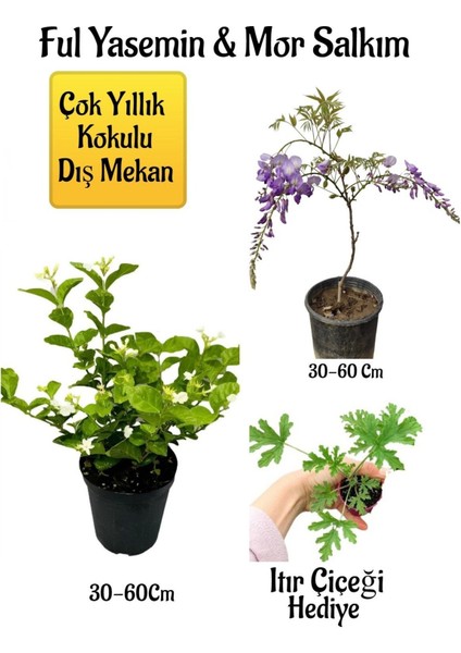 Kokulu Ful Yasemin Çiçeği+Mor Salkım Ağacı Fidanı Itır Çiçeği Hediyeli Peyzaj Seti