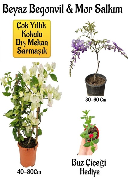 Beyaz Begonvil Çiçeği+Mor Salkım Ağacı Fidanı Buz Çiçeği Hediyeli Bahçe Peyzaj Seti