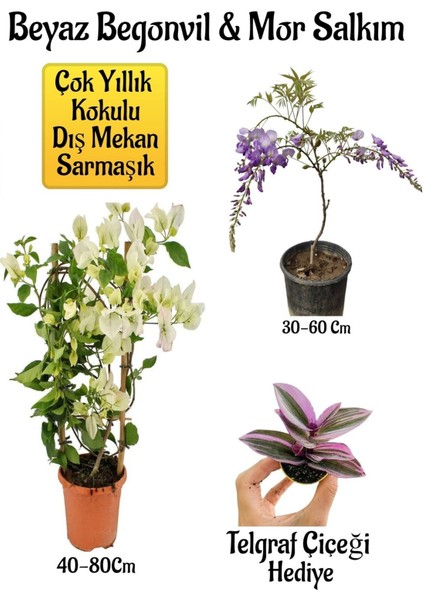 Beyaz Begonvil Çiçeği+Mor Salkım Ağacı Fidanı Telgraf Çiçeği Hediyeli Bahçe Peyzaj Seti