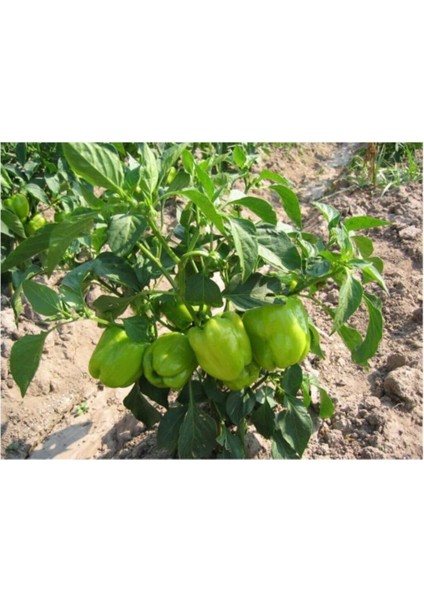 Dolmalık Biber Tohumu 20 Adet Tohum modelleri