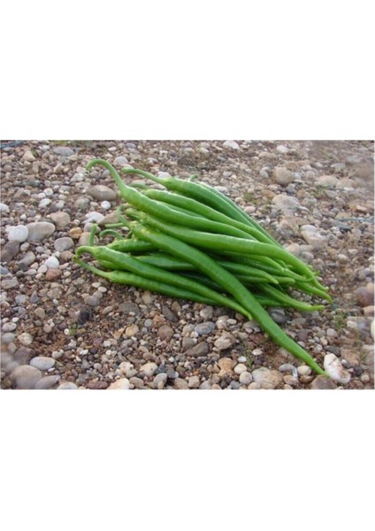 Acı Kıl Biber Tohumu 25 Adet Tohum Sivri Acı Biber fiyatları