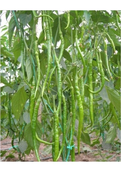 Acı Kıl Biber Tohumu 25 Adet Tohum Sivri Acı Biber modelleri