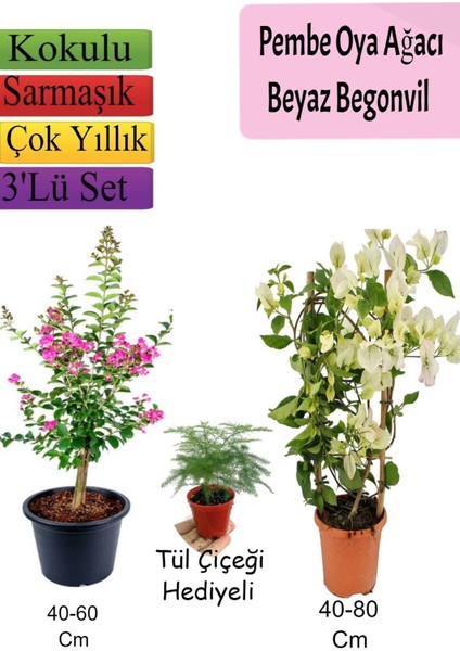 Pembe Oya Ağacı+ Beyaz Begonvil+ Tül Çiçeği Hediyeli