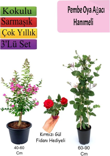 Pembe Oya Ağacı+ Hanımeli Çiçeği+ Kırmızı Gül Fidanı Hediyeli