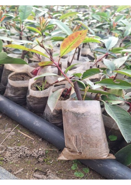 Alev Çalısı Fidanı (10-20 cm)1 Adet Tüplü Dış Mekan Bitkisi