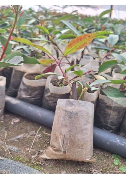 Alev Çalısı Fidanı (10-20 cm)1 Adet Tüplü Dış Mekan Bitkisi fiyatları