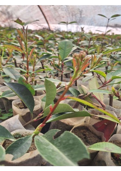 Alev Çalısı Fidanı (10-20 cm)1 Adet Tüplü Dış Mekan Bitkisi fırsatları