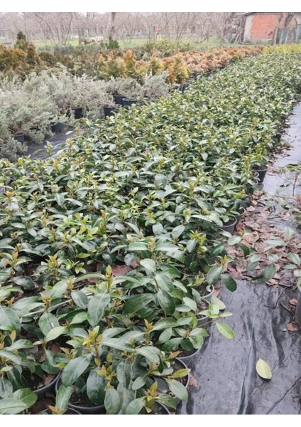 Kartopu Viburnum Lucidum 1 Adet 60-80 cm Saksılı Dış Mekan Bahçe Peyzaj Çit Bitkisi