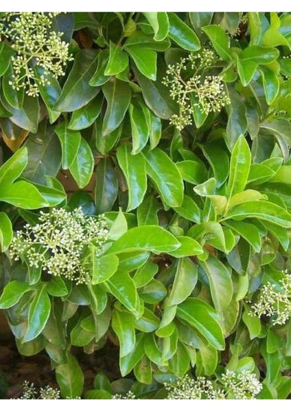 Kartopu Viburnum Lucidum 1 Adet 60-80 cm Saksılı Dış Mekan Bahçe Peyzaj Çit Bitkisi