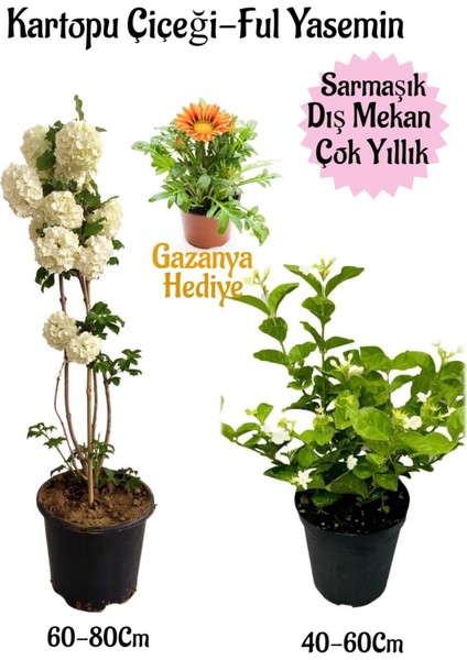 Kartopu Çiçeği 1 Adet+Kokulu Ful YASEMIN1 Adet+SARI Gazanya Hediyeli Saksılı Bahçe Seti