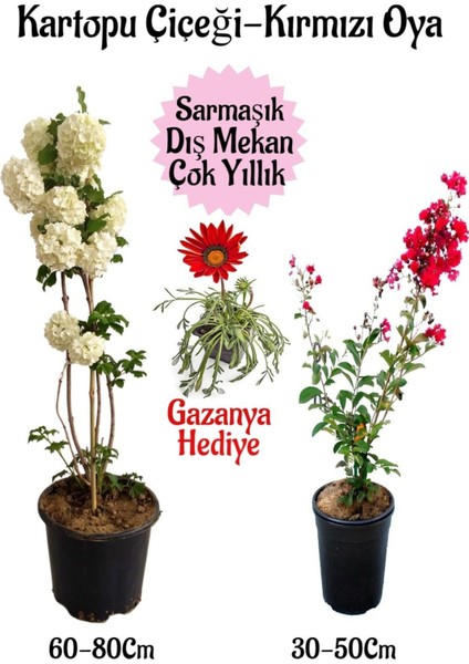 Kartopu Çiçeği 1 Adet +Kırmızı Oya Ağacı 1 Adet+KIRMIZI Gazanya Hediyeli Saksılı Bahçe Seti