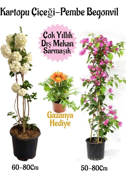 Kartopu Çiçeği 1 Adet +Pembe Begonvil 1 Adet+ Sarı Gazanya Hediyeli Saksılı Bahçe Seti