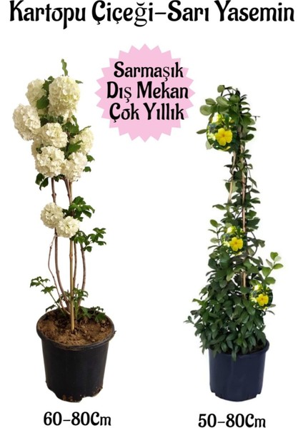 Kartopu Çiçeği 1 Adet +Sarı Yasemin 1 Adet Saksılı Bahçe Peyzaj Seti
