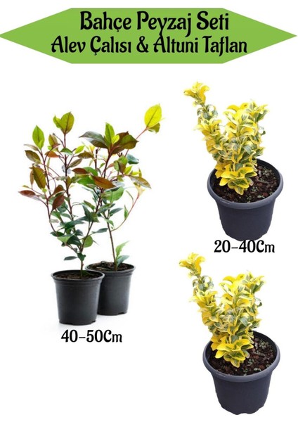 Bahçe Peyzaj Seti 2 Adet Alev Çalısı+2 Adet Altuni Taflan Fidanı