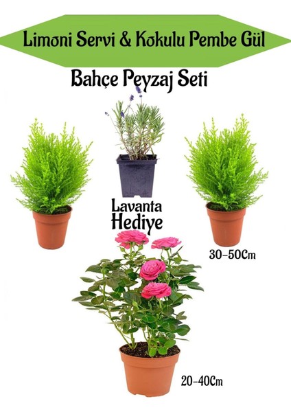Bahçe Seti 2 Adet Limoni Servi+1 Adet Pembe Gül Fidanı+Hediye Lavanta
