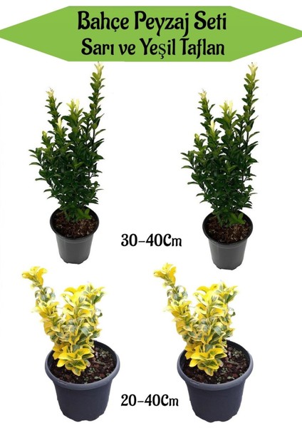 Bahçe Peyzaj Seti 2 Adet Yeşil+2 Adet Sarı Taflan Fidanı