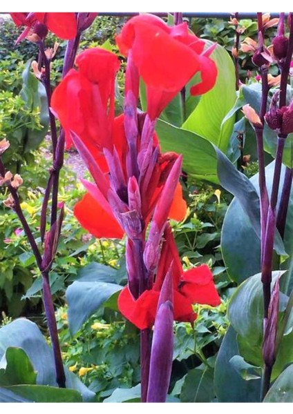 Kana Tesbih Çiçeği Kırmızı (30-50 cm)1 Adet Saksılı Balkon Bahçe Bitkisi modelleri