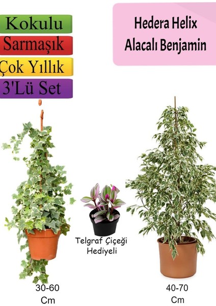 Alacalı Beyaz Benjamin Bitkisi+ Hedera Helix Sarmaşığı+ Telgraf Çiçeği